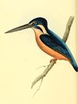 Alcedo asiatica = Alcedo meninting (blue-eared kingfisher)