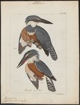 Ceryle torquata = Megaceryle torquata (ringed kingfisher)