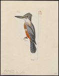 Ceryle stellata = Megaceryle torquata stellata (ringed kingfisher)