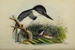 Ceryle alcyon = Megaceryle alcyon (belted kingfisher)