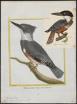 Ceryle alcyon = Megaceryle alcyon (belted kingfisher)