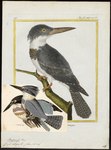 Ceryle alcyon = Megaceryle alcyon (belted kingfisher)