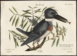 Ceryle alcyon = Megaceryle alcyon (belted kingfisher)