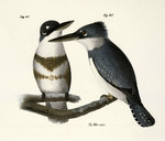 Alcedo alcyon = Megaceryle alcyon (belted kingfisher)