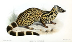 Genetta victoriae = (giant forest genet)