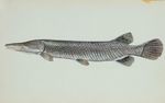 Alligator gar fish (Atractosteus spatula)