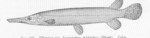 Lepisosteus tristoechus = Atractosteus spatula (alligator gar)