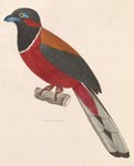 Trogon fasciatus = Harpactes fasciatus (Malabar trogon)