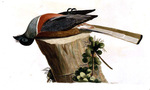 Harpactes fasciatus (Malabar trogon)