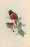 Trogon malabaricus = Harpactes fasciatus (Malabar trogon)