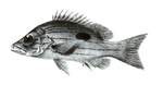 Lutjanus quinquelineatus (five-lined snapper)
