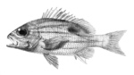 Lutjanus quinquelineatus (five-lined snapper)