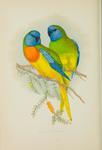 Scarlet-chested parrot (Neophema splendida)