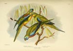 Euphema Pulchella (Chestnut Shouldered Grass Parrakeet) = Neophema pulchella (turquoise parrot),...