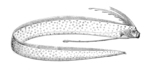 Regalecus glesne (giant oarfish)