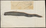 Regalecus remipes = Regalecus glesne (giant oarfish)