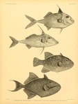 ...1. Triacanthus brevirostris = Triacanthus biaculeatus (Short-nosed tripodfish); 2. Triacanthus s