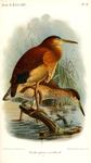 Erythrophoyx woodfordi = Ixobrychus flavicollis woodfordi (black bittern)