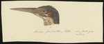 Ardea flavicollis = Ixobrychus flavicollis (black bittern)