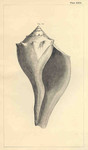 Fulgur carica = Busycon carica (knobbed whelk)