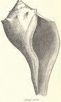 Fulgur carica = Busycon carica (knobbed whelk)