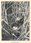 Laysan finch (Telespiza cantans) nest with eggs