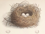 Telespiza flavissima =  Telespiza cantans (Laysan Finch), eggs and nest