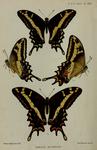 Papilio bonhotei = Papilio andraemon bonhotei (Bahaman swallowtail)