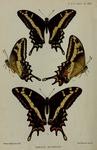 Papilio bonhotei = Papilio andraemon bonhotei (Bahaman swallowtail)