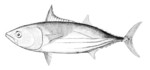 Euthynnus pelamys = Katsuwonus pelamis (skipjack tuna)