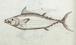 Katsuwonus pelamis (skipjack tuna) from Gelderland's log