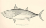 Gymnosarda pelamis = Katsuwonus pelamis (skipjack tuna)