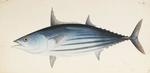 Katsuwonus pelamis (skipjack tuna)