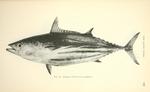 Katsuwonus pelamis (skipjack tuna)