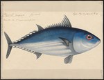 Thynnus pelamys = Katsuwonus pelamis (skipjack tuna)