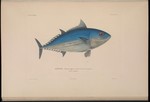 Thynnus vagans = Katsuwonus pelamis (skipjack tuna)