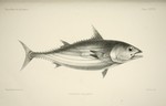 Thynnus pelamys = Katsuwonus pelamis (skipjack tuna)