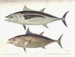 ...Thynnus alalonga = Thunnus alalunga (albacore); Scomber pelamys = Katsuwonus pelamis (skipjack t