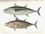 ...Scomber pelamys = Katsuwonus pelamis (skipjack tuna)