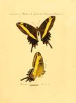 Heraclides andraemon = Papilio andraemon (Bahaman swallowtail)