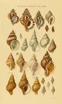 Illustrated Index of British Shells. Plate XVIII.