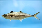 King mackerel (Scomberomorus cavalla), Gulf of Mexico