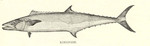 Kingfish / King mackerel (Scomberomorus cavalla)