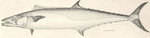 King mackerel (Scomberomorus cavalla)