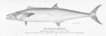 Cero or Kingfish - King mackerel (Scomberomorus cavalla)