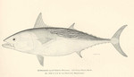 Gymnosarda alletterata = Euthynnus alletteratus (little tunny)