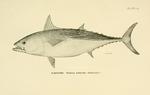 Pelamys alletterata = Euthynnus alletteratus (little tunny)