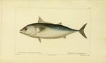 Thynnus brevipinnis = Euthynnus alletteratus (little tunny)