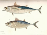 ... tunny); Thynnus brachypterus = Sarda sarda (Atlantic bonito)