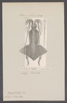 Loligo banksii = Onychoteuthis banksii (common clubhook squid)
